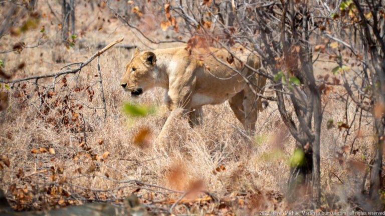 Adult lioness walking through dry grass and sparse brush, viewed from the side-front.