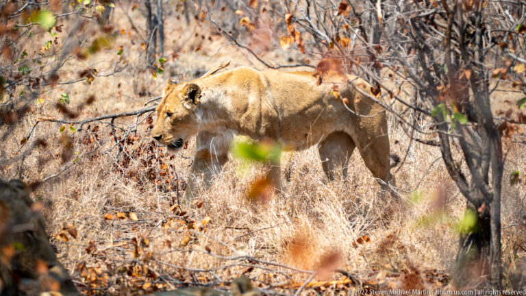Lioness walking through dry grass and thorny woodland, partly screened by foreground leaves.