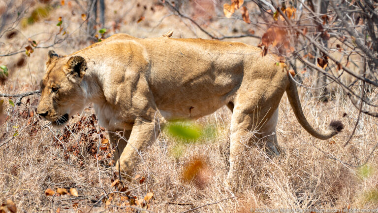 Lioness in full side profile walking through pale dry grass beneath sparse woodland.