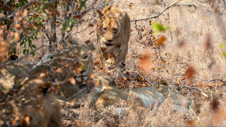 Lioness approaching head-on through dry brush and leaf litter in Kruger National Park.