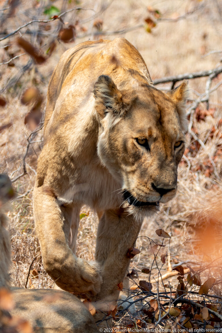 Lioness moving briskly through dry scrub with one foreleg raised and vegetation blurred around her.