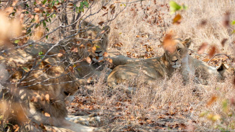 Lioness resting in shaded brush with head upright among dry leaves and branches.