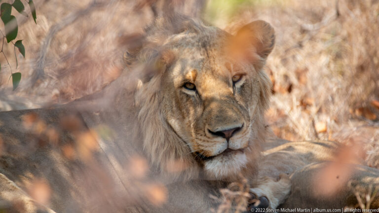 Adult male lion resting in dry brush, with mane and face visible through blurred foreground vegetation.