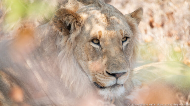 Close portrait of a male lion with amber eyes, pale mane, and dappled light across the face.