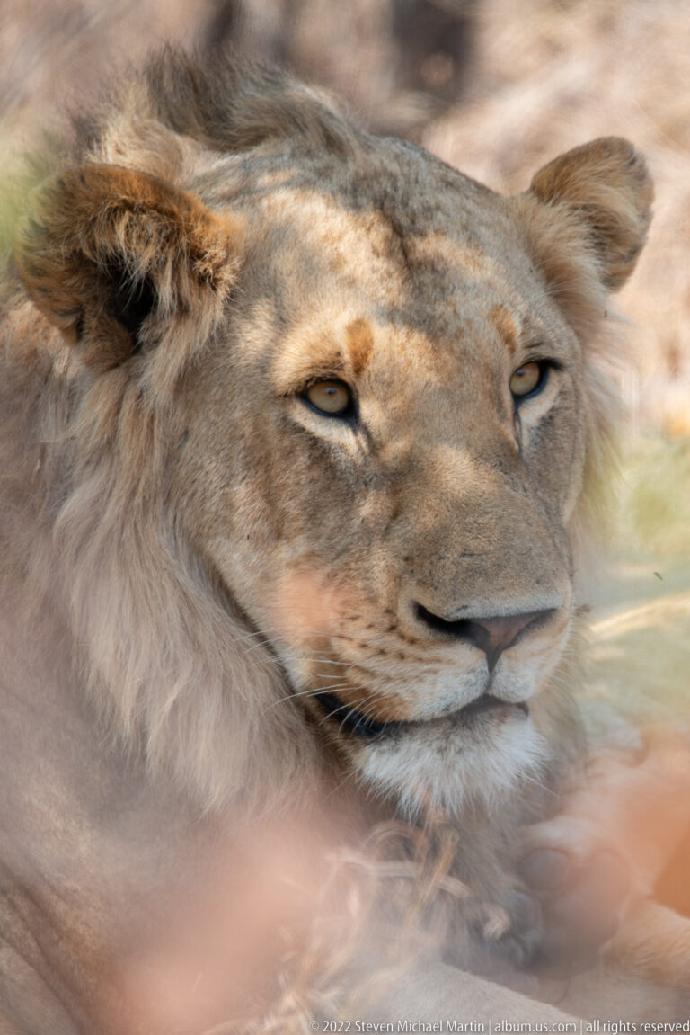 Male lion resting with head turned sideways behind softly blurred foreground vegetation.