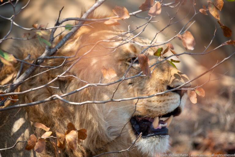 Male lion panting with mouth open behind thin branches and dry leaves.