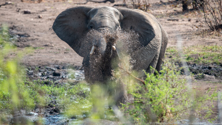 Front-facing elephant tossing a cloud of dirt or dried mud across its chest and face.