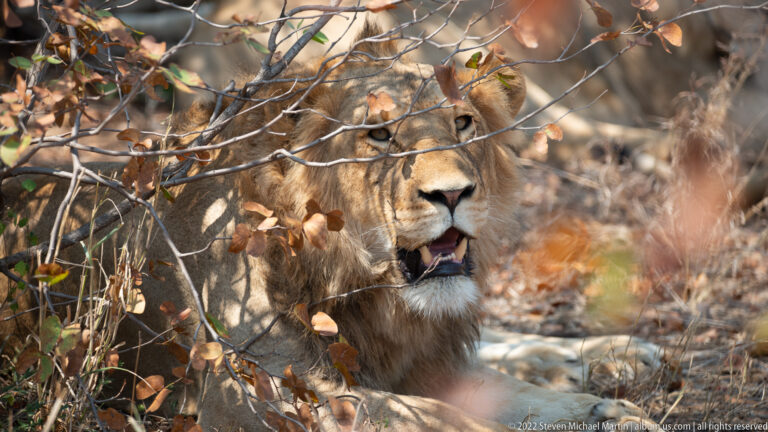 Male lion panting in a dry thicket, mouth open and mane visible between branches.