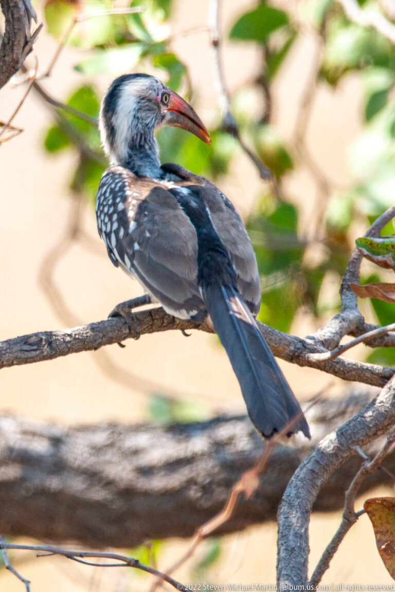 Southern red-billed hornbill perched sideways on a branch, showing its red bill, spotted wings, and long tail.