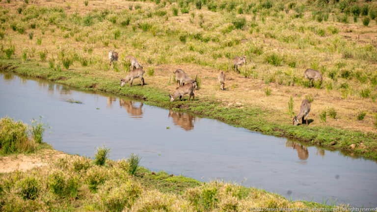 Herd of waterbuck grazing and standing along a green riverbank beside a narrow channel.