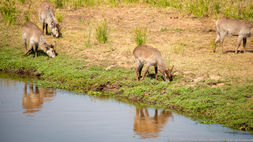 Waterbuck grazing beside calm water, with reflections along the green riverbank.