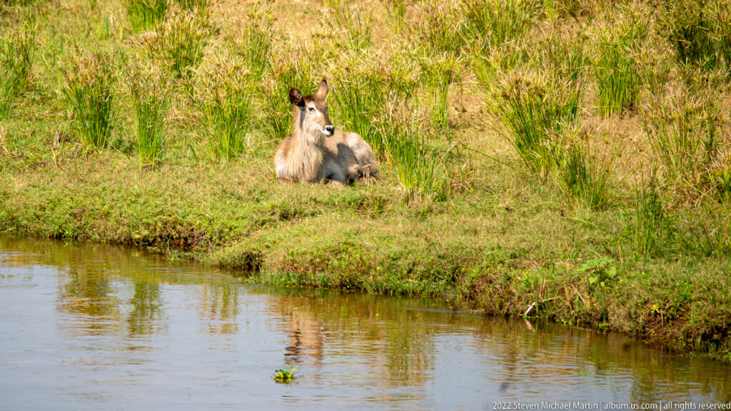 Waterbuck resting on a grassy riverbank beside green sedges and calm water.