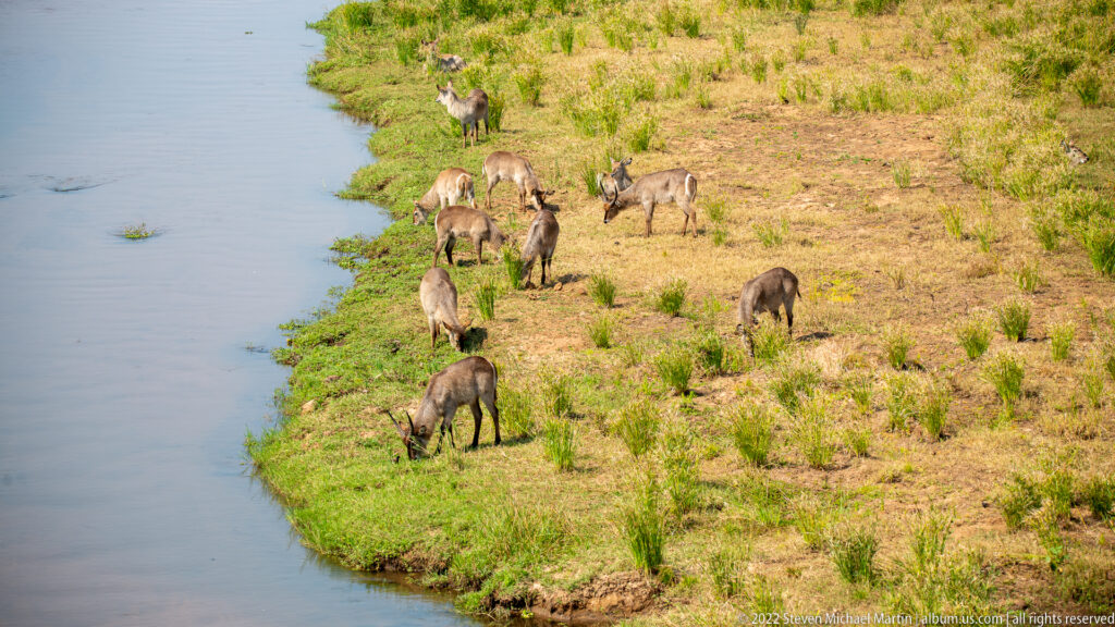 Dispersed herd of waterbuck grazing along a curved green bank beside the river.