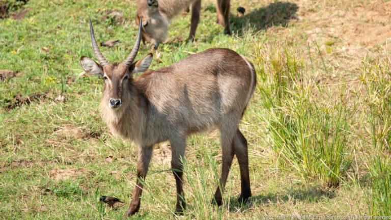 Adult male waterbuck standing on green grass, showing long ridged horns and shaggy gray-brown coat.