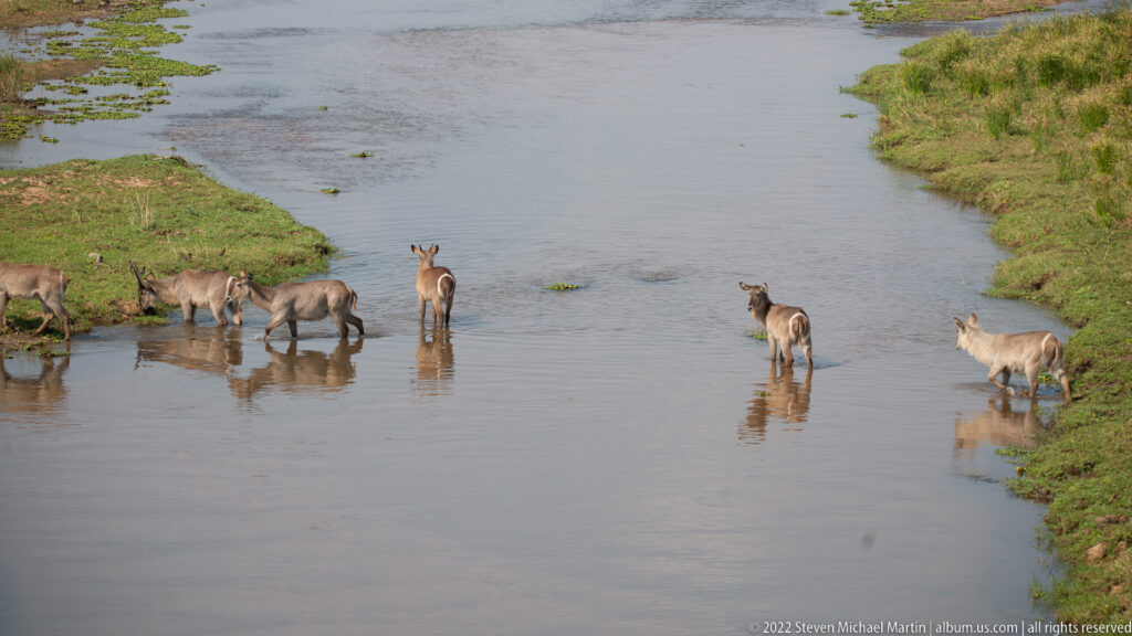 Waterbuck standing and wading in shallow river water between green banks.