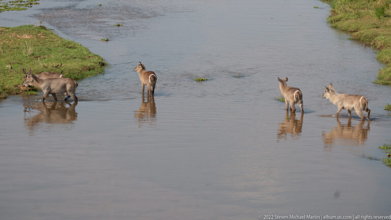 Several waterbuck standing and crossing in shallow water, with reflections and green banks around them.
