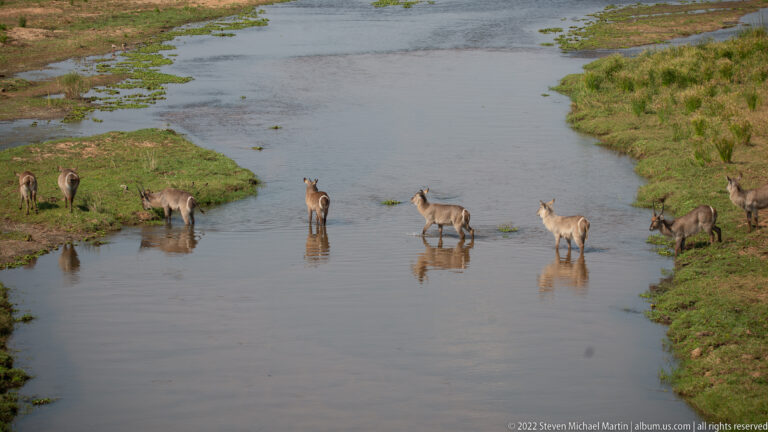 Waterbuck dispersed across a shallow river crossing and green banks in Kruger National Park.