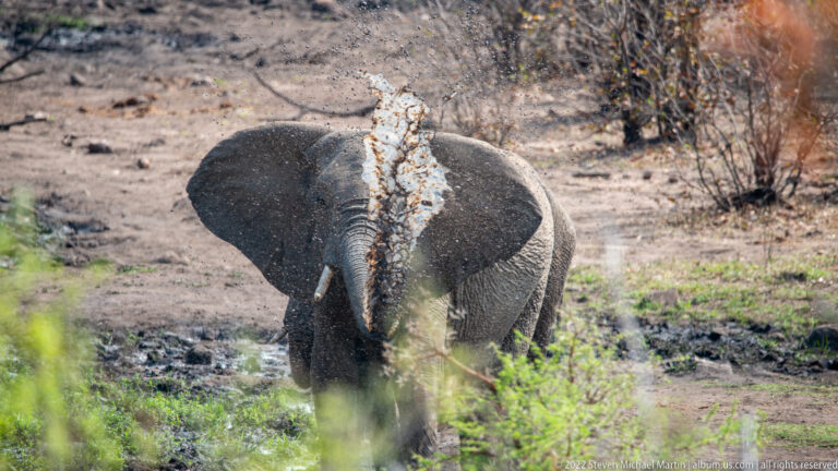Elephant at a waterhole with a tall spray of muddy water and debris arcing over its head.