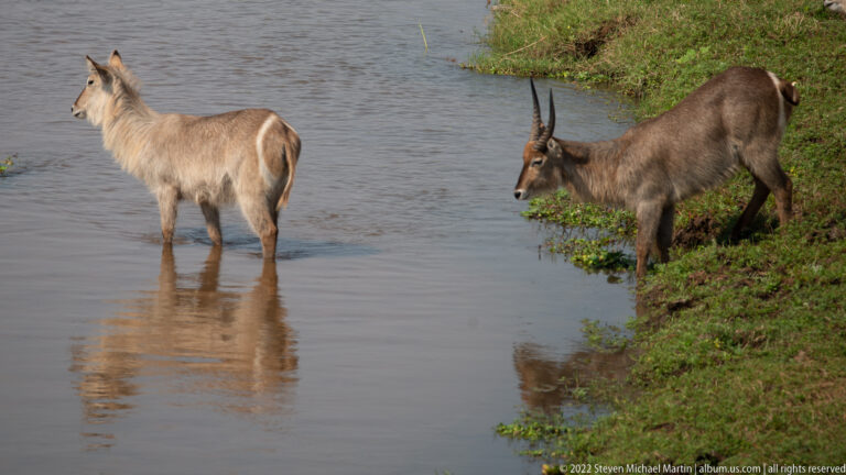 Male and hornless waterbuck standing together at the river edge, one feeding beside green aquatic plants.