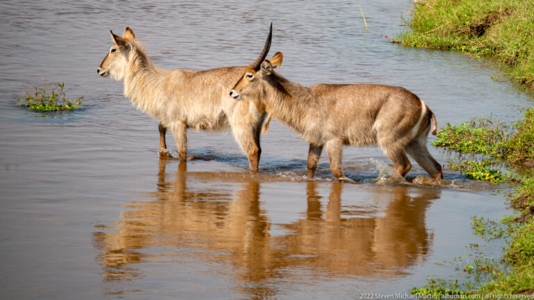 Male waterbuck wading beside a hornless female in shallow river water.