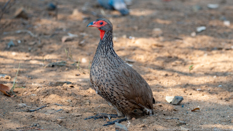 Red-faced spurfowl standing on dusty ground, showing barred gray-brown plumage and red facial skin.