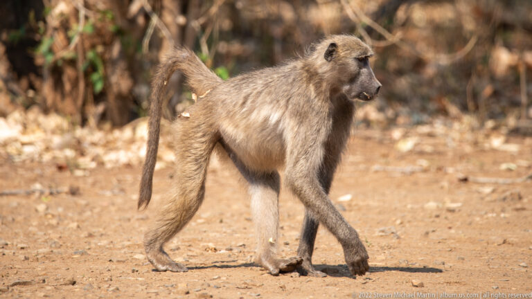 Chacma baboon walking in side profile across a sunlit dirt track in dry woodland.