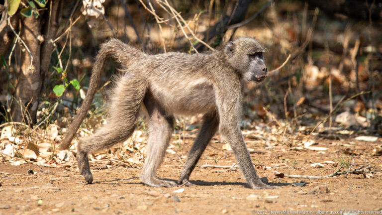 Chacma baboon walking across dry ground at a woodland edge, tail hanging behind.