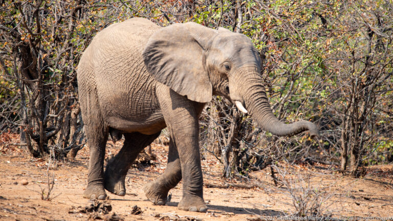 Kruger National Park – Olifants River