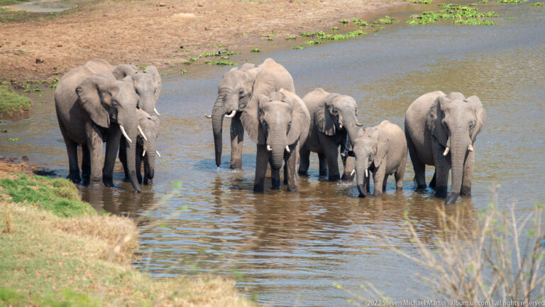 Family herd of African bush elephants, including calves and adults, standing together in shallow river water.