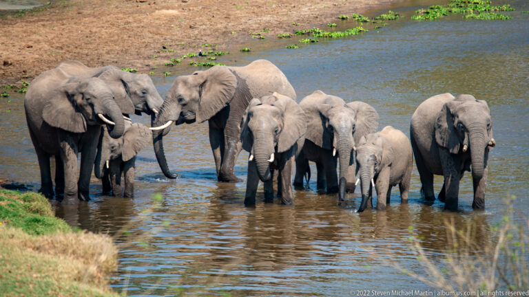 Close view of an elephant herd with adults, juveniles, and calves clustered in shallow river water.