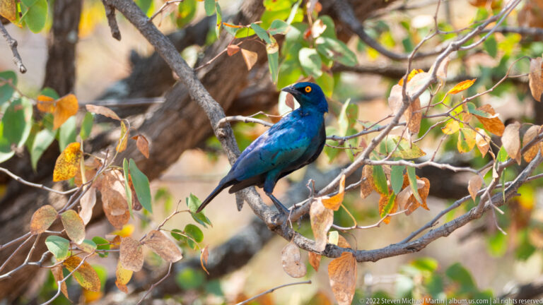 Greater blue-eared starling perched among green and rust-colored leaves, showing glossy blue-green plumage and yellow eye.
