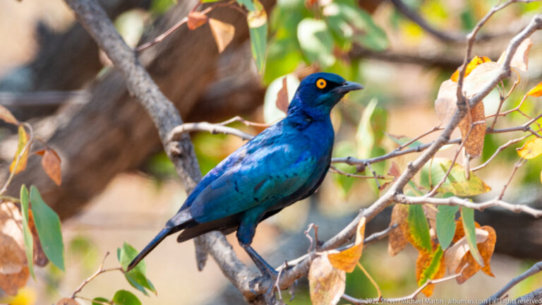 Side portrait of a greater blue-eared starling perched on a branch, with iridescent blue-green plumage and yellow eye.