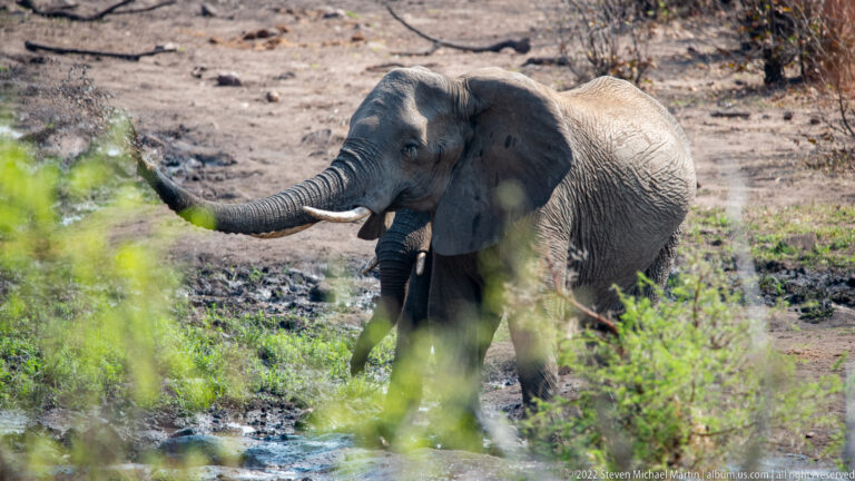 African elephant in side view at a muddy waterhole, trunk stretched forward and slightly upward.