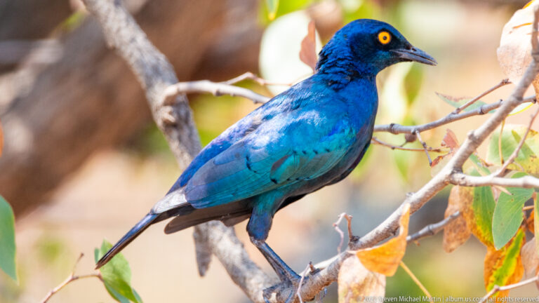 Close portrait of a glossy blue-green starling with a bright yellow eye and dark slender bill.