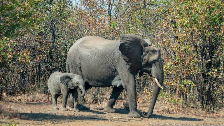 Adult African bush elephant walking beside a small calf through dry woodland.