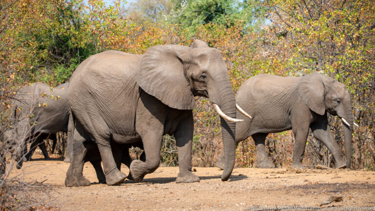 Small herd of African bush elephants crossing open dry ground, led by a tusked adult.