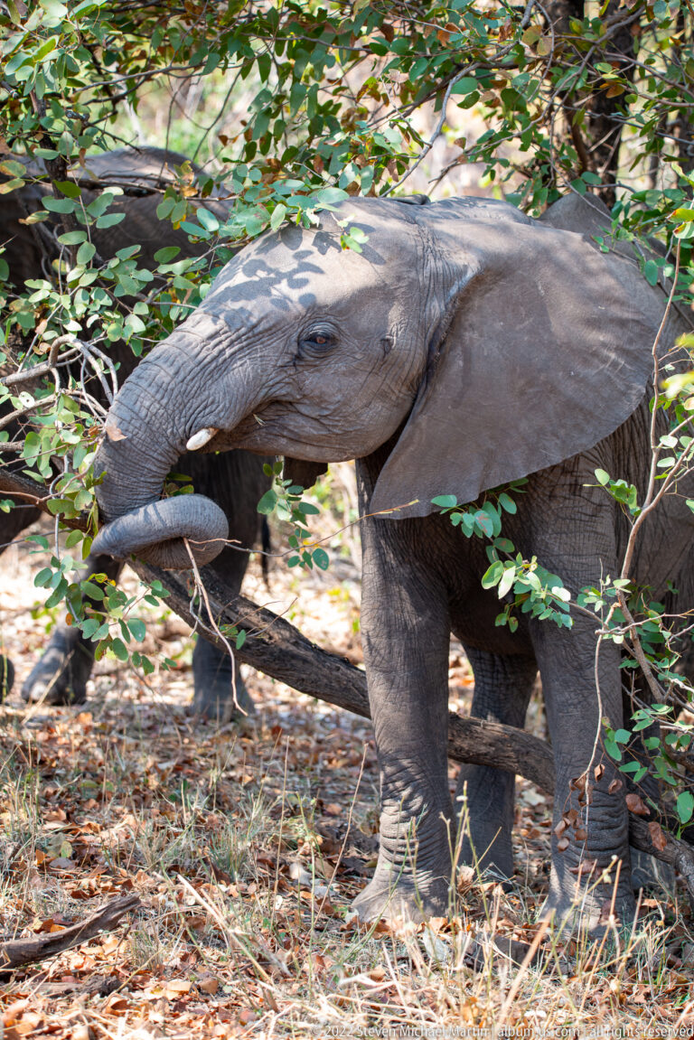 Young African bush elephant using its trunk to pull at leafy branches in woodland.
