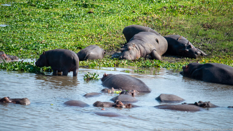 Pod of hippopotamuses resting in shallow water and on a green riverbank.