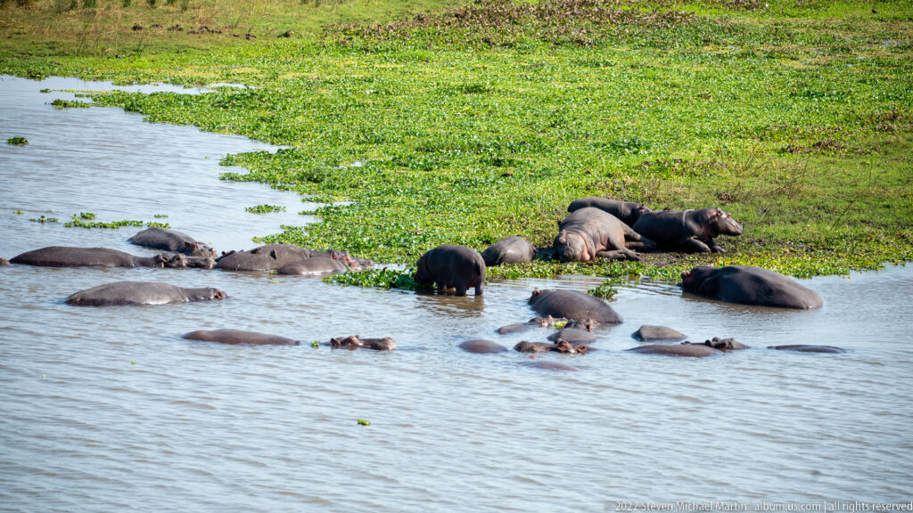 Wide view of numerous hippopotamuses dispersed through shallow river water beside a green bank.