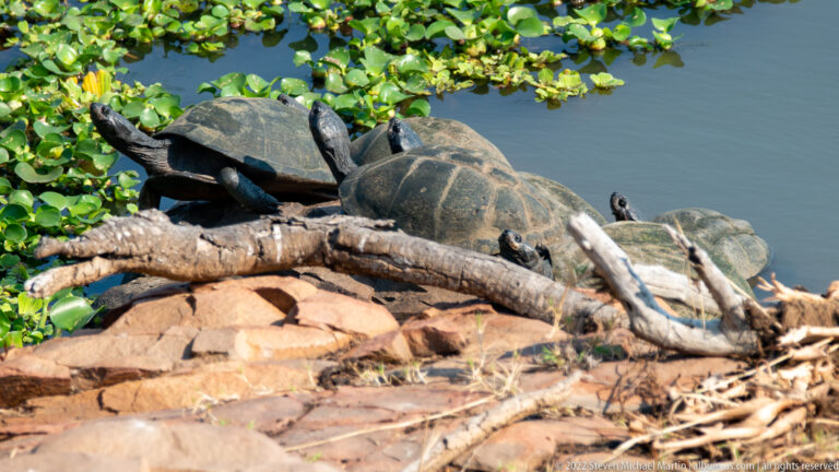 Several dark-shelled freshwater terrapins basking together on a fallen log beside aquatic plants.