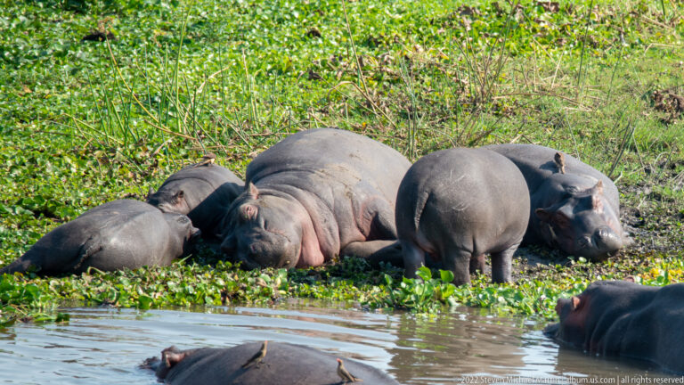 Several hippopotamuses resting closely together on a green bank beside shallow water.