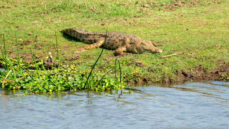 Nile crocodile lying on a grassy bank beside the river, with armored back and long tail visible.