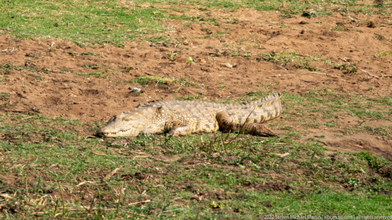 Nile crocodile basking fully exposed on a muddy bank, showing broad snout, armored back, and heavy tail.