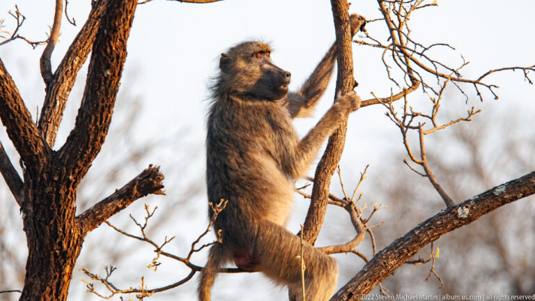 Chacma baboon sitting upright in a bare tree while gripping branches with both hands.