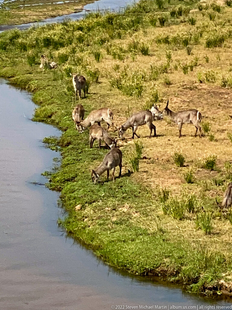 Group of waterbuck grazing and standing along the green edge of a waterhole.