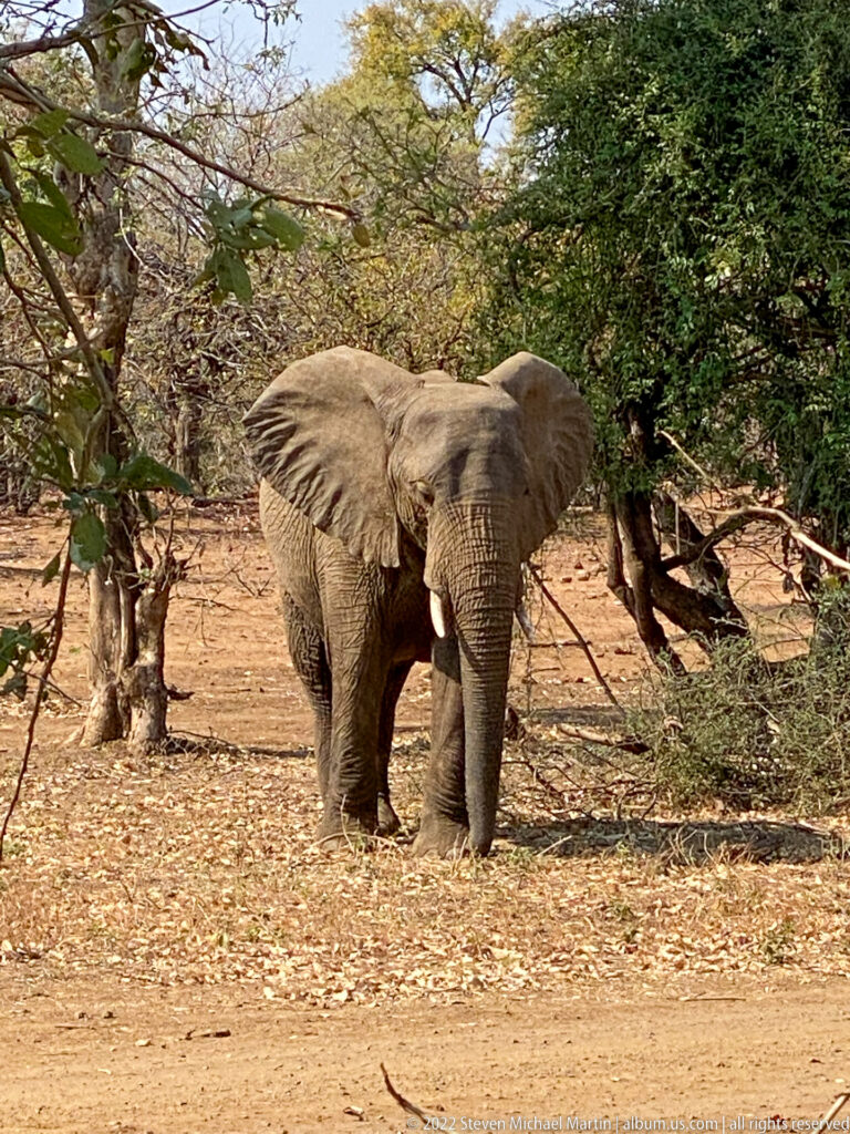 Adult African bush elephant standing beneath leafy trees beside a dry dirt road.