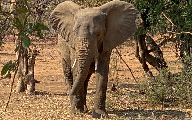 Frontal African bush elephant standing under trees with broad ears, small tusks, and lowered trunk.