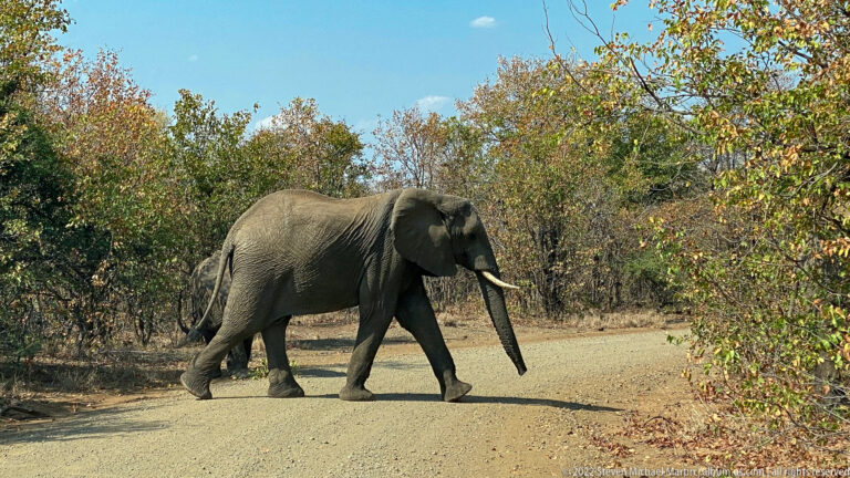 Adult African bush elephant walking broadside across a gravel road with trunk lowered.