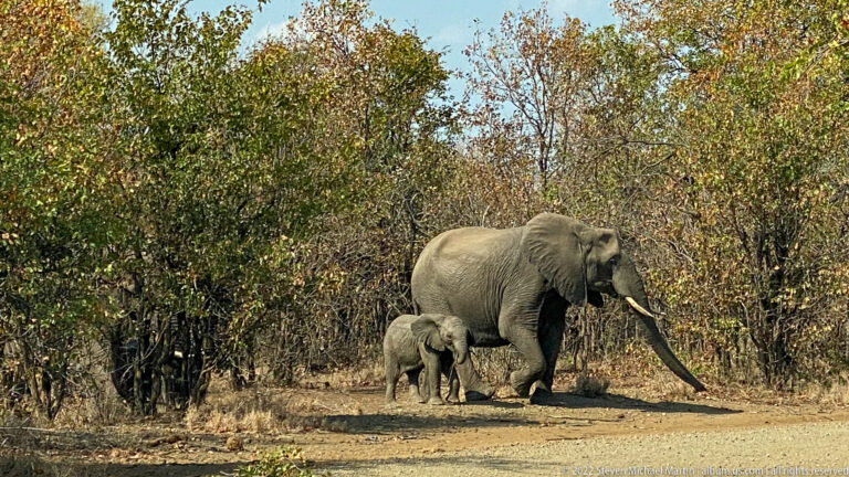 Adult African bush elephant with long tusks crossing a dirt road beside a small calf.