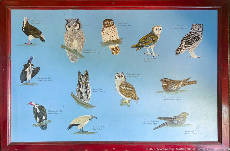 Framed identification panel displaying labeled owls and other nocturnal birds against a blue background.